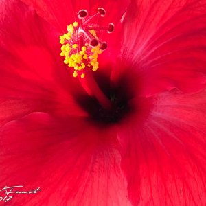 RedHibiscus.jpg