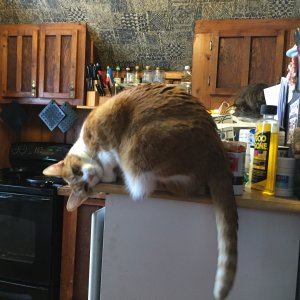 Someones.in.the.Kitchen.with.Ella.jpg