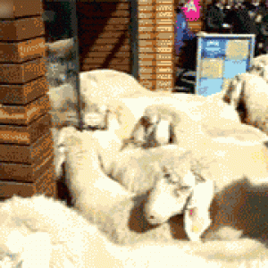D389EC10-6CC9-4F16-A31F-E9D3D02B663A.gif