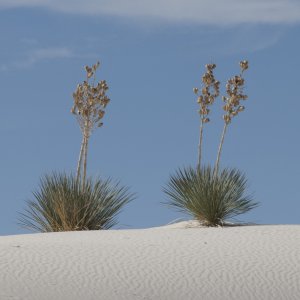 2yuccas1280.jpg