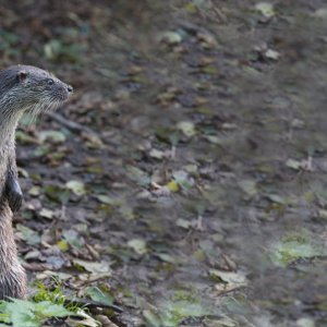 otter.jpg