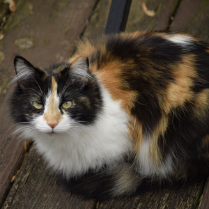 Screen Shot 2018-03-08 at 4.17.36 PM.png