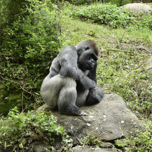 Screen Shot 2018-03-10 at 7.31.52 PM.png