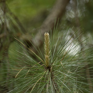 Screen Shot 2018-03-11 at 1.34.38 PM.png