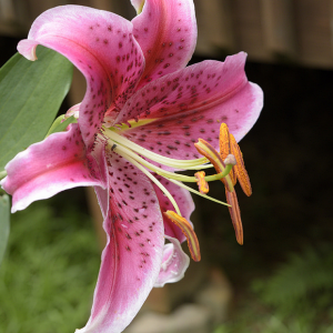 Screen Shot 2018-03-13 at 6.39.50 PM.png