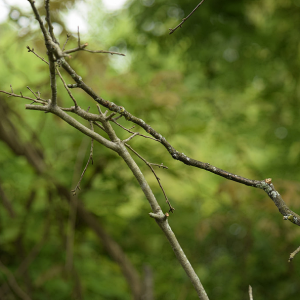 Screen Shot 2018-03-19 at 12.49.56 PM.png