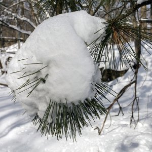 pinesnow21024.jpg