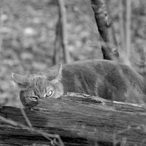 Skitty-3-crop1 B&W.jpg