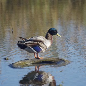 tired duck2k.jpg