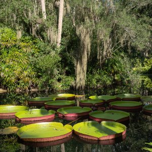 Bok Tower Oct 2020-38.JPG