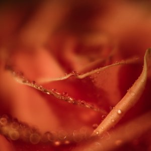 DP_November_16_2020.jpg