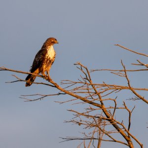 IMG_8396.jpg
