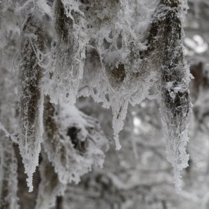 frozen_tree_moss.jpeg