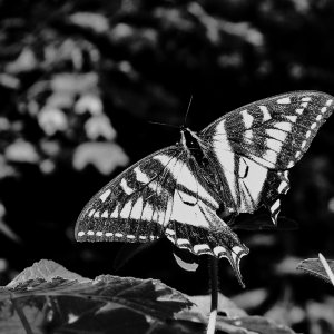 Butterfly.jpg