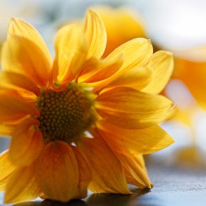 Flower in High Key Lighting.JPG