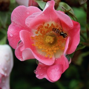 samples - 10.jpg