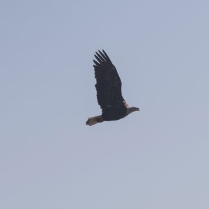eagle1_1024.jpg