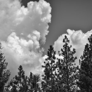 dishman_hills_treeline.jpeg