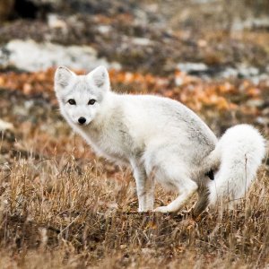 DSC_8099.jpg