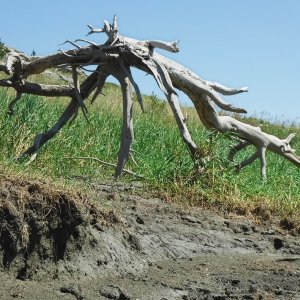 Uprooted.jpg