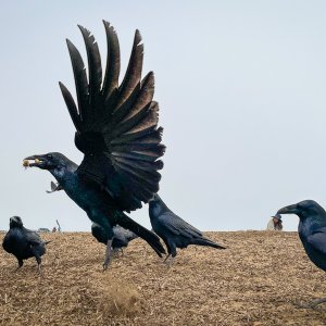 Funston Crows-4.jpg