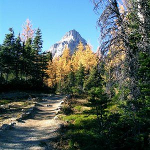 0410bLarchValley.jpg
