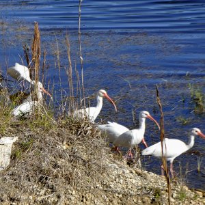 6Ibis.JPG