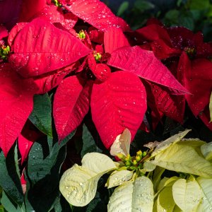 Leu Gardens Dec2020 -2500px-8.JPG
