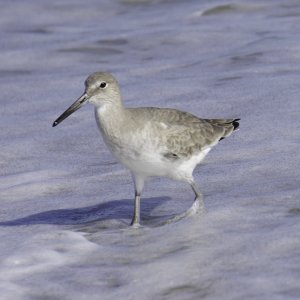 Cocoa Beach 1500px-6.JPG