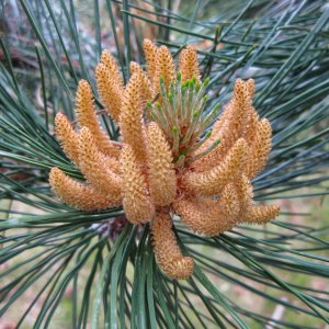 finch_arboretum_spokane-052014.jpeg