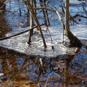 icytree12k.jpg