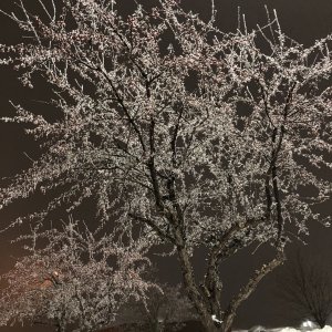 1F5E2AE0-5D04-4729-9374-0B9B365706F6.jpeg