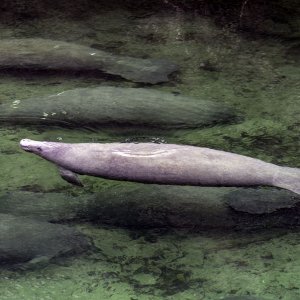 Manatee 3j 1500px.jpg