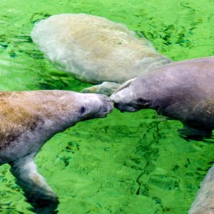 Manatee.jpg