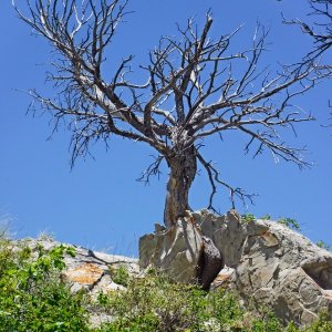 NotBurmisTree.jpg