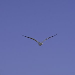 Cocoa Beach 1500px-12.JPG