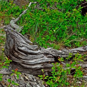 Roots.jpg
