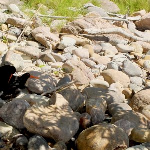 Oystercatcher porn.jpeg