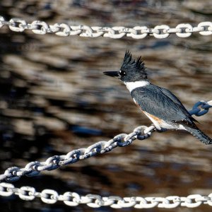 Belted Kingfisher (Female).jpeg