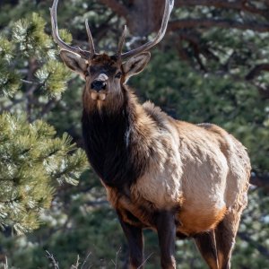 elk2_1-27-2019-4.jpg
