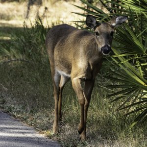 Lake Kissimmee SP - 2500pz-3.JPG