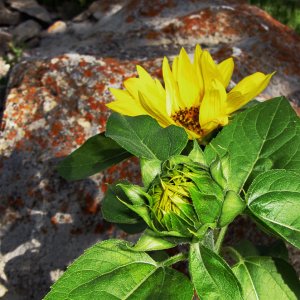 YellowFlower.jpg