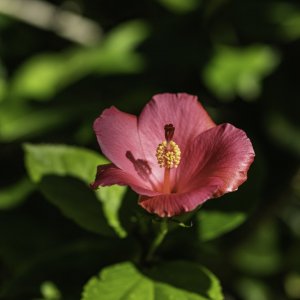 Ormond - Ponce - 2500px-5.JPG