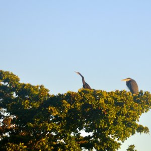 hurons toptree.JPG