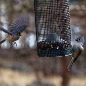 feedingtime2k.jpg