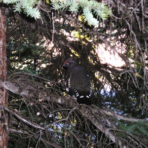 04_629aAlbertaPtarmigan.jpg