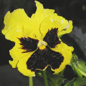 04_132Pansy.jpg