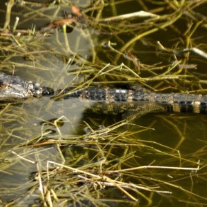 baby gator_a.JPG