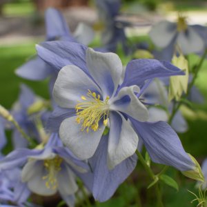 blue&white_columbine-2.jpeg