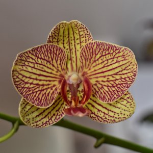orchid_bloom_022021-1.jpeg